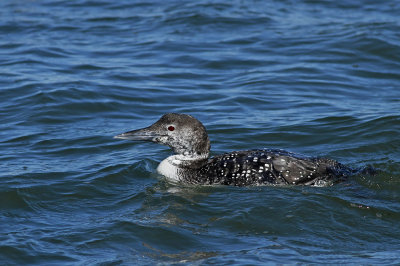 Common Loon