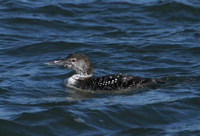 Common Loon