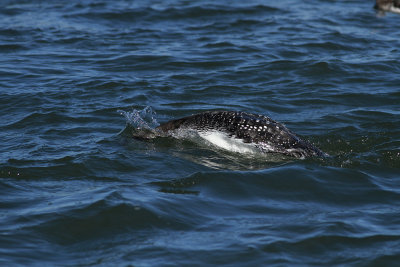 Common Loon