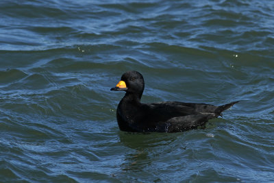 Black Scoter