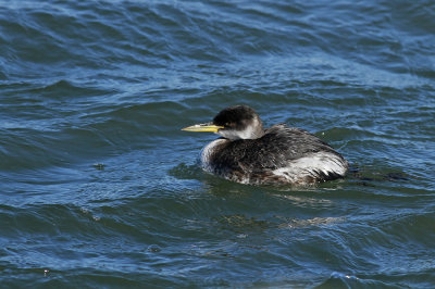 Red-necked Grebe