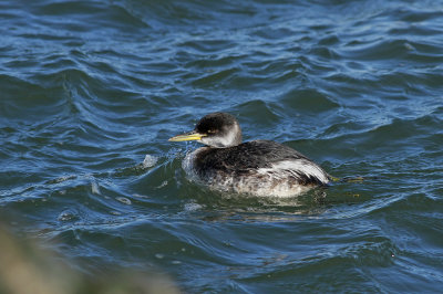 Red-necked Grebe