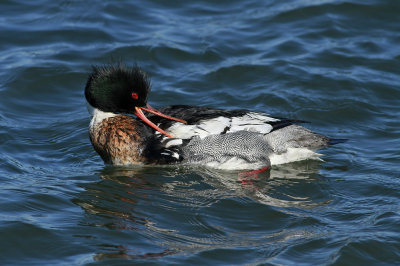 Red-breasted Merganser