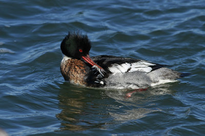 Red-breasted Merganser