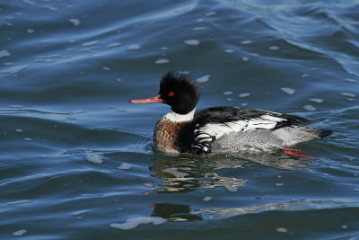 Red-breasted Merganser