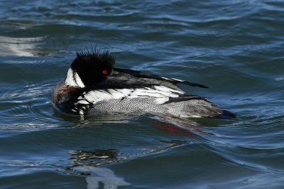 Red-breasted Merganser