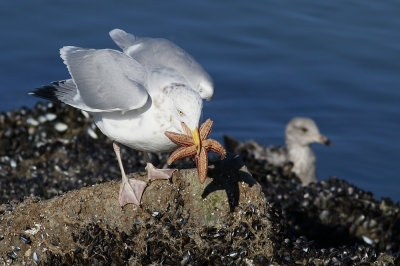 Herring Gull and Sea Star