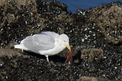 Herring Gull eating Sea Star