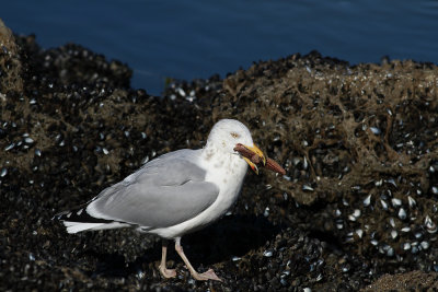 Herring Gull eating Sea Star