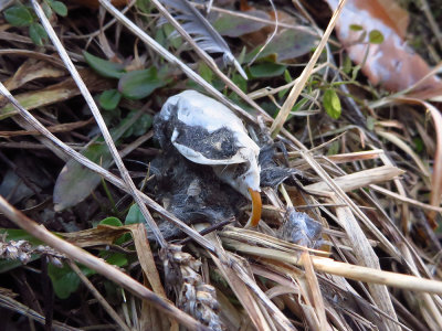 Barn Owl pellets