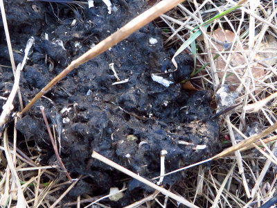 Barn Owl pellets