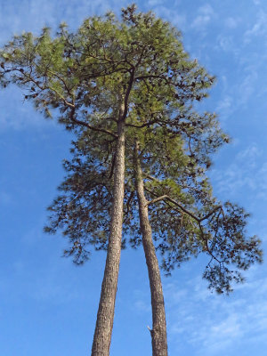 Pinus taeda- Loblolly Pine