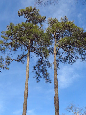 Pinus taeda- Loblolly Pine