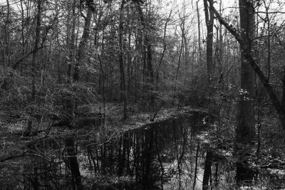 Vernal pools