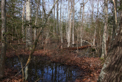 Vernal pools