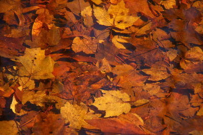 Vernal pool