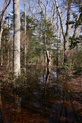 Vernal pools