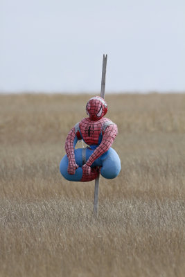Friendly salt marsh Spider Man