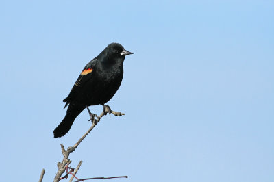 Red-winged Blackbird