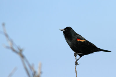 Red-winged Blackbird