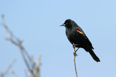 Red-winged Blackbird