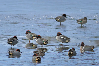 Eurasian Green-winged Teal with friends