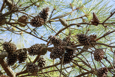 Pinus taeda- Loblolly Pine