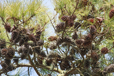 Pinus taeda- Loblolly Pine