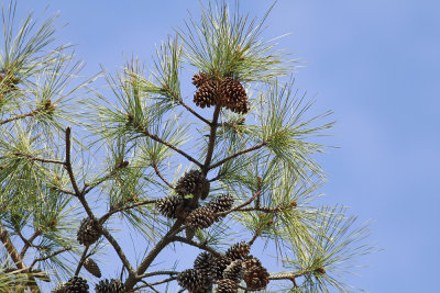Pinus taeda- Loblolly Pine
