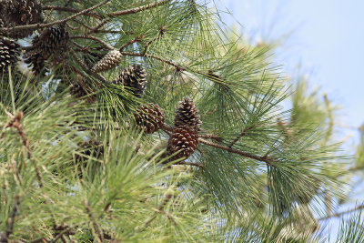 Pinus taeda- Loblolly Pine