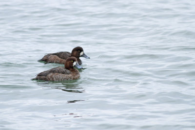 Greater Scaup