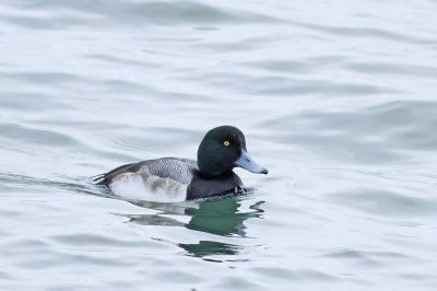 Greater Scaup