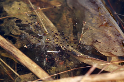 NJ Chorus Frog eggs