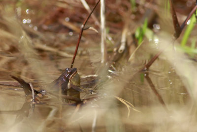 NJ Chorus Frog