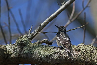 Yellow-bellied Sapsucker