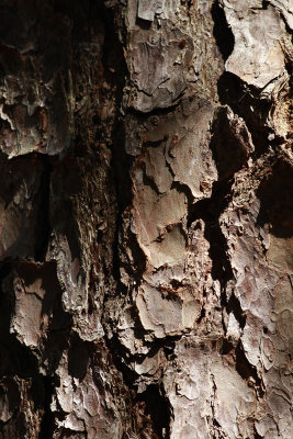 Pinus taeda- Loblolly Pine