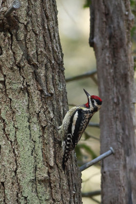 Yellow-bellied Sapsucker