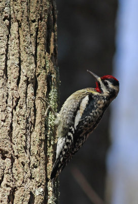 Yellow-bellied Sapsucker