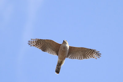 Cooper's Hawk