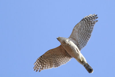 Cooper's Hawk