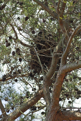 Cooper's Hawk nest?