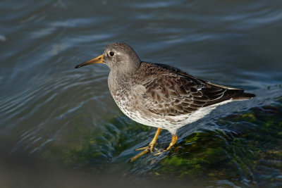 Purple Sandpiper