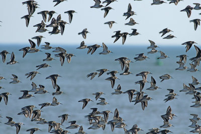 Purple Sandpipers/Dunlin