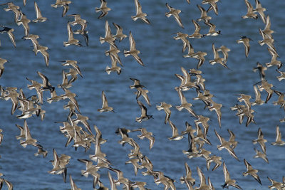 Purple Sandpipers/Dunlin