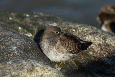 Purple Sandpiper