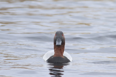 Canvasback