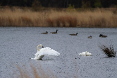 Tundra Swans