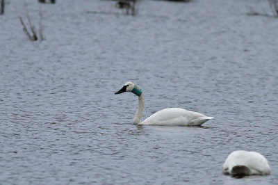 Tundra Swans