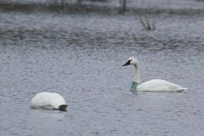 Tundra Swans