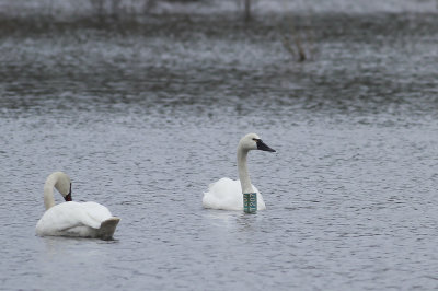 Tundra Swans